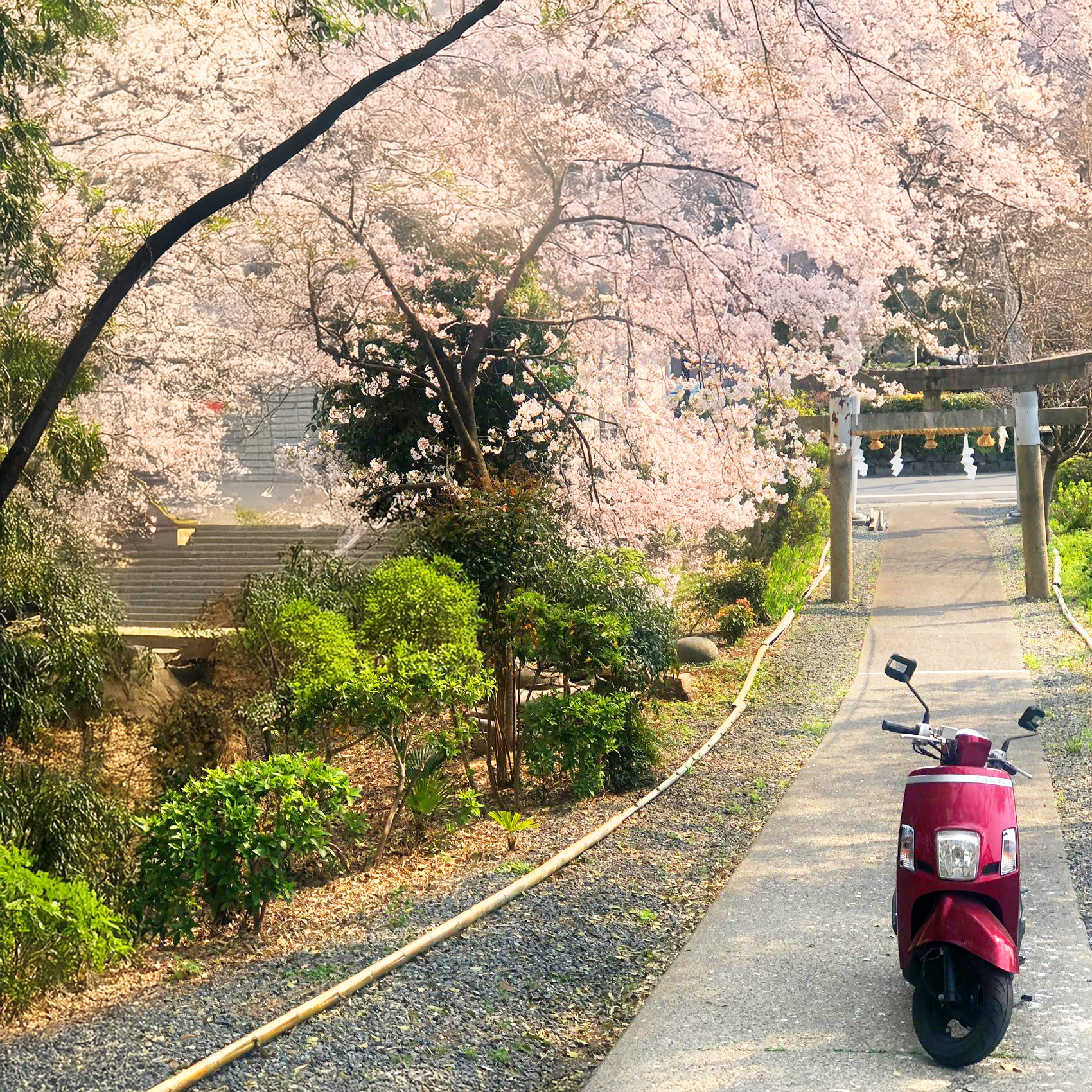おかげさまで今年も通塾生全員が看護学校に合格しました🌸